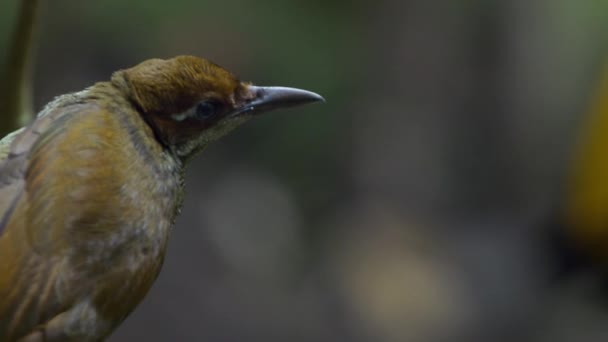 Wspaniały Rajski Ptak Cicinnurus Magnificus Tańczący Lasach Nowej Gwinei Indonezja — Wideo stockowe