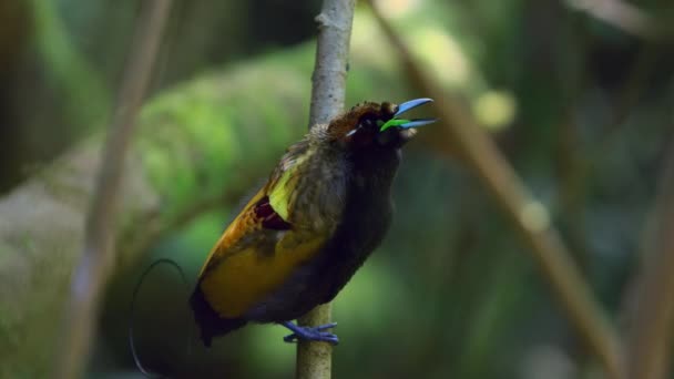 Der Prächtige Paradiesvogel Cicinnurus Magnificus Tanzt Den Wäldern Neuguineas Indonesien — Stockvideo