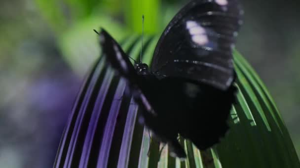 Modrý Motýl Sedící Listu Analogový Snímek Ultrafialové Kamery — Stock video