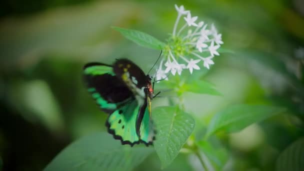 Çiçek Arkaplanında Kanat Açan Güzel Kelebeğin Yavaş Hareketi — Stok video