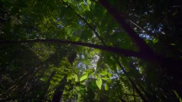 Ekosystemet Östra Australiens Regnskogar New South Wales Australien — Stockvideo