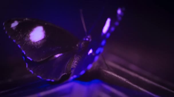 Blauwe Maan Vlinder Zittend Een Blad Analoog Aan Ultraviolet Camerabeeld — Stockvideo