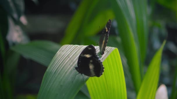 Mouvement Lent Hypolimnas Bolina Grand Ovoïde Ovoïde Commun Papillon Bleu — Video