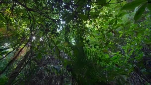 Ökosystem Ostaustralischer Regenwälder New South Wales Australien — Stockvideo