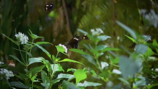 澳大利亚东部热带雨林中的水母 大蜻蜓 普通蜻蜓或蓝月亮蝴蝶的慢动作 — 图库视频影像