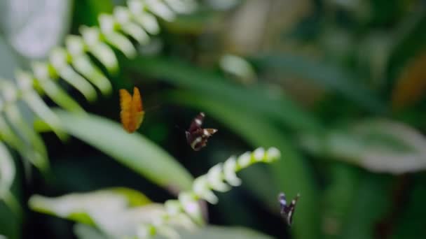 Медленное Движение Hypolimnas Bolina Большой Eggfly Обыкновенной Eggfly Голубой Лунной — стоковое видео