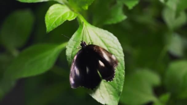 Movimento Lento Hypolimnas Bolina Grande Mosca Ovo Mosca Ovo Comum — Vídeo de Stock