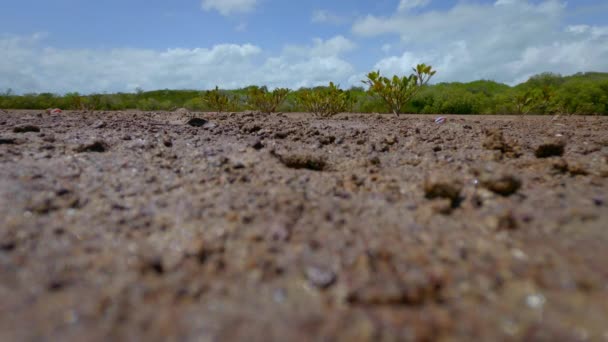 Fiddler Crab Gênero Uca Emerge Sua Toca Mudflats Norte Austrália — Vídeo de Stock