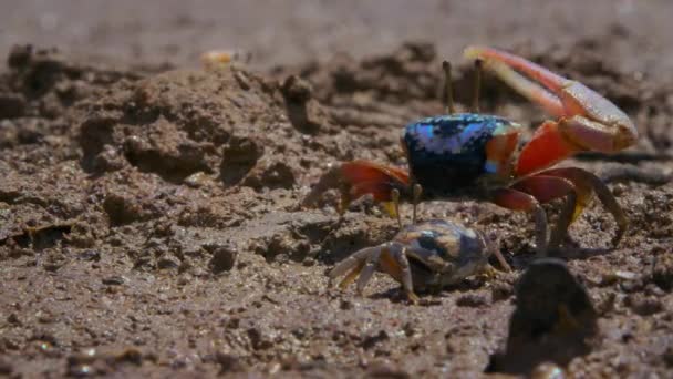 Expositions Parade Nuptiale Crabe Violoneux Agitant Tambour Griffe Pour Attirer — Video
