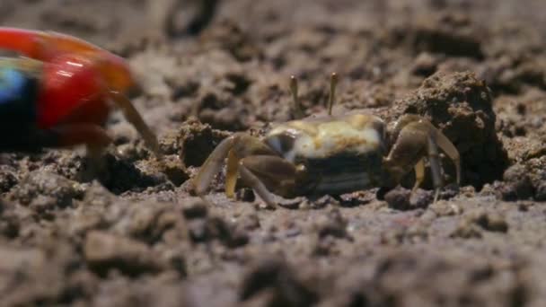 Çamurlu Bir Gelgit Düzlüğü Olan Kuzey Avustralya Çiftleşme Mevsiminde Dişileri — Stok video