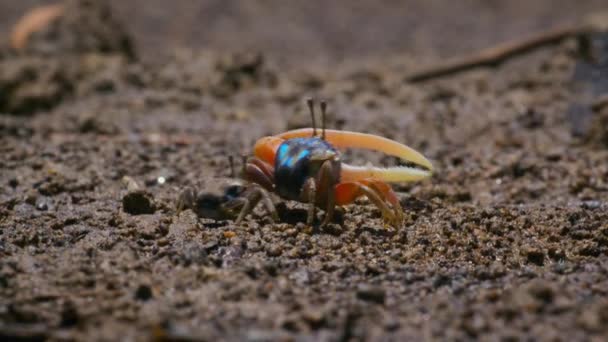 Expositions Parade Nuptiale Crabe Violoneux Agitant Tambour Griffe Pour Attirer — Video