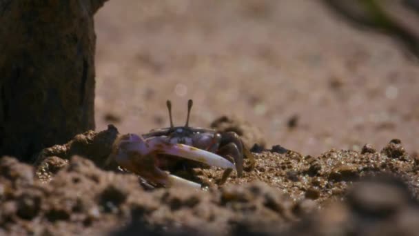 Fiddler Crab Gênero Uca Emerge Sua Toca Mudflats Norte Austrália — Vídeo de Stock