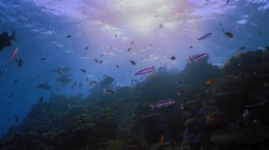 Balık sürüsü, Purple ve Orange Anthias akıntıda sürükleniyor Muhteşem Mercan Bombası 'nın yanında, Great Barrier Reef, Avustralya.