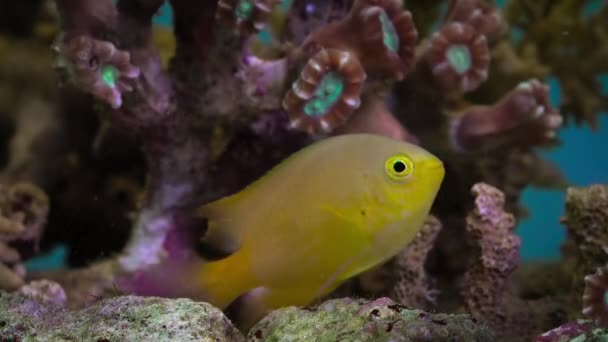 Lemon Damselfish Pomacentrus Moluccensis Schwimmt Zwischen Korallen Analog Kamerabild — Stockvideo