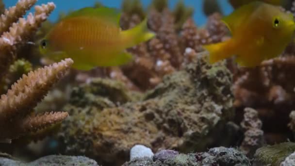 Close Van Een Lemon Damselfish Pomacentrus Moluccensis Zwemmend Tussen Koralen — Stockvideo