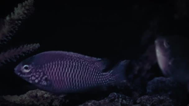 Citron Damselfish Pomacentrus Moluccensis Simmar Bland Koraller Analog Ultraviolett Kamera — Stockvideo