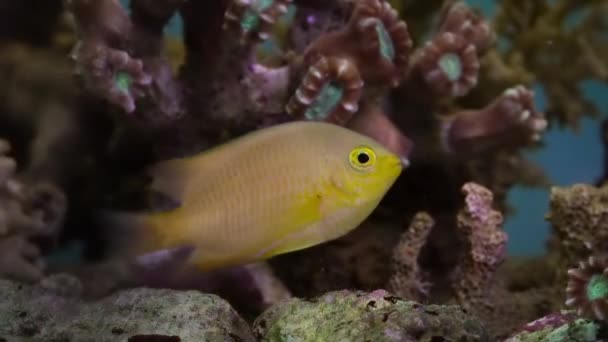 Limón Damselfish Pomacentrus Moluccensis Nadando Entre Corales Analógico Imagen Cámara — Vídeo de stock