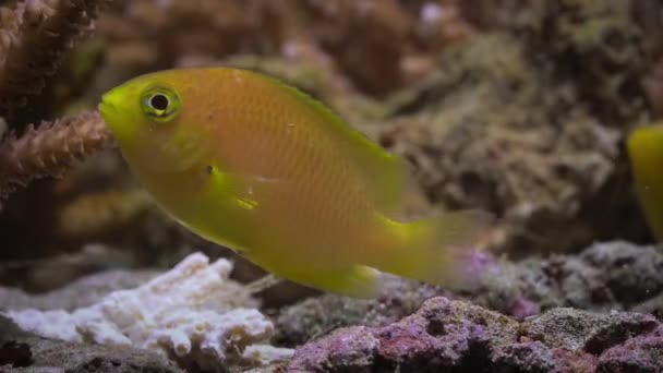 Lemon Damselfish Pomacentrus Moluccensis Plavání Mezi Korály Analogový Obraz Ultrafialové — Stock video