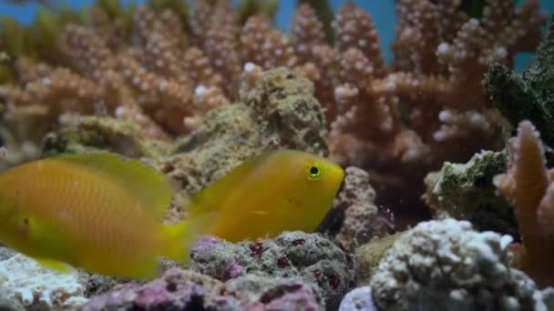 Primer Plano Damisela Limón Pomacentrus Moluccensis Nadando Entre Corales Gran — Vídeos de Stock