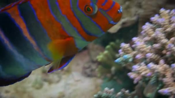 Primer Plano Pez Arlequín Rayas Rojo Anaranjado Nadando Entre Corales — Vídeo de stock