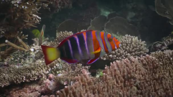 Dekat Garis Garis Oranye Merah Harlequin Ikan Tuskfish Berenang Antara — Stok Video