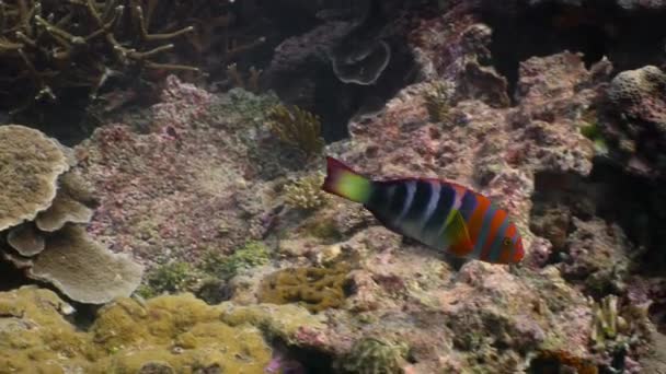 Close Orange Red Stripes Harlequin Tuskfish Swimming Corals Great Barrier — Stock Video