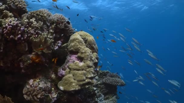 澳大利亚大堡礁珊瑚群旁边的鱼类 紫色和橙色的Anthias漂流群 — 图库视频影像