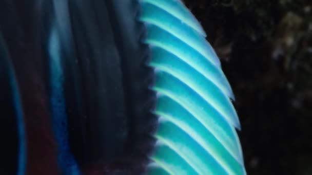 Close Van Een Peacock Mantis Garnalen Odontodactylus Scyllarus Koraalrif Ogen — Stockvideo