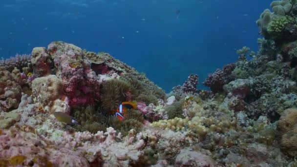 澳洲大堡礁海洋生物健康珊瑚礁及水底鱼类群 — 图库视频影像