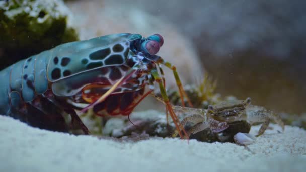 Zpomalený Pohyb Záběry Garnátů Kudlanky Obecné Odontodactylus Scyllarus Punč Krab — Stock video