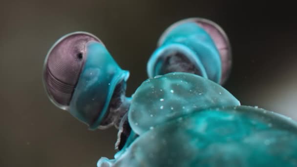 Gros Plan Une Mante Paon Crevette Odontodactylus Scyllarus Sur Récif — Video