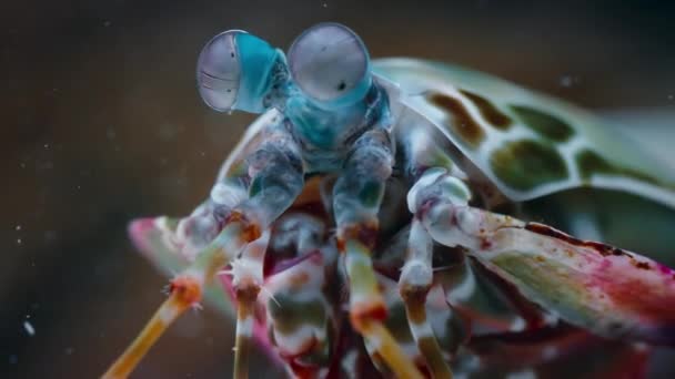 Närbild Peacock Mantis Räkor Odontodactylus Scyllarus Korallrev Ögon Och Mustasch — Stockvideo