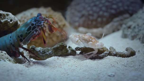 Zeitlupenaufnahmen Einer Pfauenmantis Garnele Odontodactylus Scyllarus Die Eine Krabbe Schlägt — Stockvideo