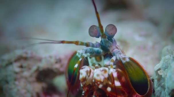 Närbild Peacock Mantis Räkor Odontodactylus Scyllarus Korallrev Ögon Och Mustasch — Stockvideo