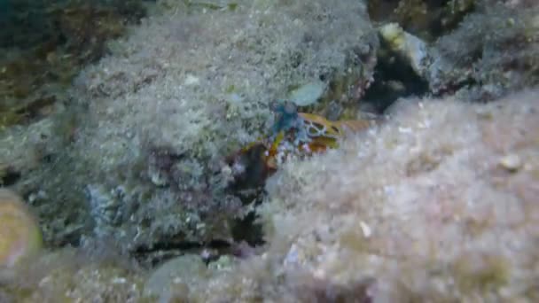 Zbliżenie Krewetek Modliszki Pospolitej Odontodactylus Scyllarus Rafie Koralowej Oczy Wąsy — Wideo stockowe