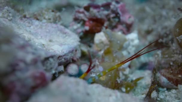 Close Peacock Mantis Shrimp Odontodactylus Scyllarus Coral Reef Olhos Bigode — Vídeo de Stock