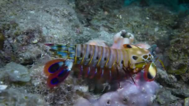 Close Peacock Mantis Shrimp Odontodactylus Scyllarus Coral Reef Eyes Mustache — Stock Video