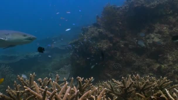 Suyun Altındaki Balık Sürüsüyle Sağlıklı Mercan Resifi Büyük Set Resifi — Stok video