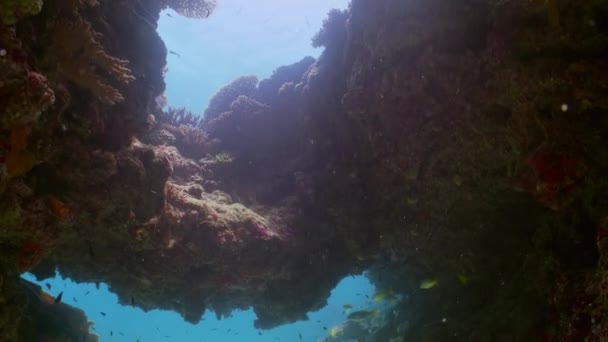 Здоровый Коралловый Риф Школой Подводных Рыб Морской Флоры Фауны Большого — стоковое видео