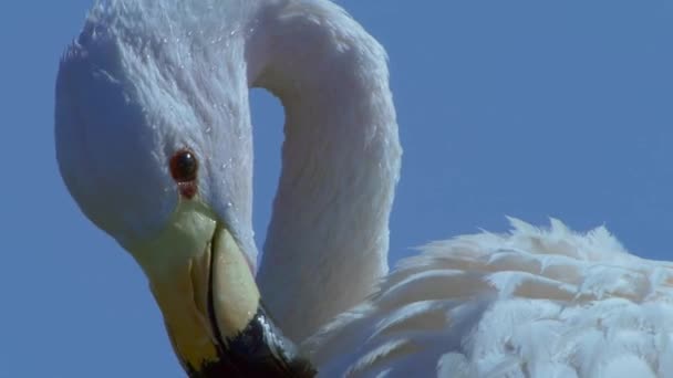 Nahaufnahme Von Rosa Flamingos Auf Einem Bergsee Der Atacama Wüste — Stockvideo