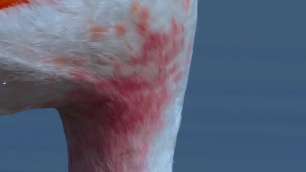 Κοντινό Πλάνο Του Pink Flamingos Μια Λίμνη Στο Βουνό Στην — Αρχείο Βίντεο