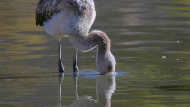 Flamingo Kuiken Waden Het Zwembad Van Het Water Ondiepe Atacama — Stockvideo