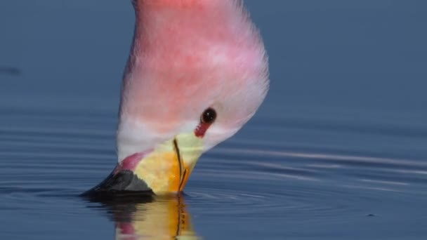 Крупный План Розовых Фламинго Горном Озере Пустыне Атакама Южная Америка — стоковое видео