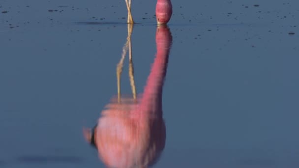 在南美洲阿塔卡马沙漠的一个山地湖上的粉红火烈鸟附近 — 图库视频影像