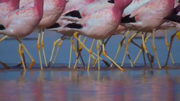 Flamingos Βαδίζει Μια Ορεινή Λίμνη Στην Έρημο Atacama Νότια Αμερική — Αρχείο Βίντεο