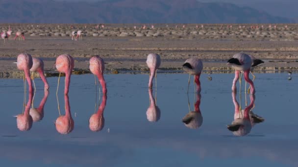 Close Van Pink Flamingo Een Bergmeer Atacama Desert Zuid Amerika — Stockvideo