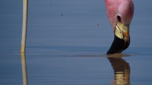 Close Pink Flamingos Mountain Lake Atacama Desert South America — Stock Video