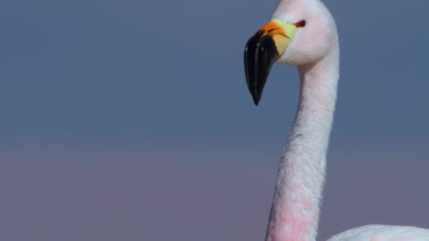 Pembe Flamingoların Yakınında Atacama Çölü Güney Amerika Daki Bir Dağ — Stok video