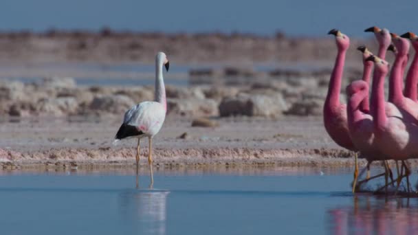 Фламинго Маршируют Горному Озеру Пустыне Атакама Южная Америка — стоковое видео