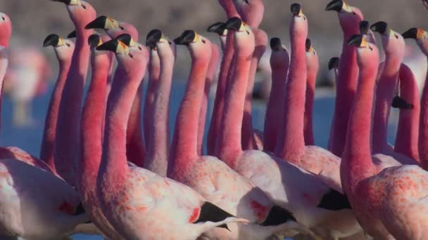 Flamingi Maszerują Górskie Jezioro Pustyni Atacama Ameryka Południowa — Wideo stockowe